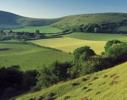 Fontwell Down - a Thomas Hardy Country Landscape