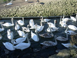 Swans on the River Thames